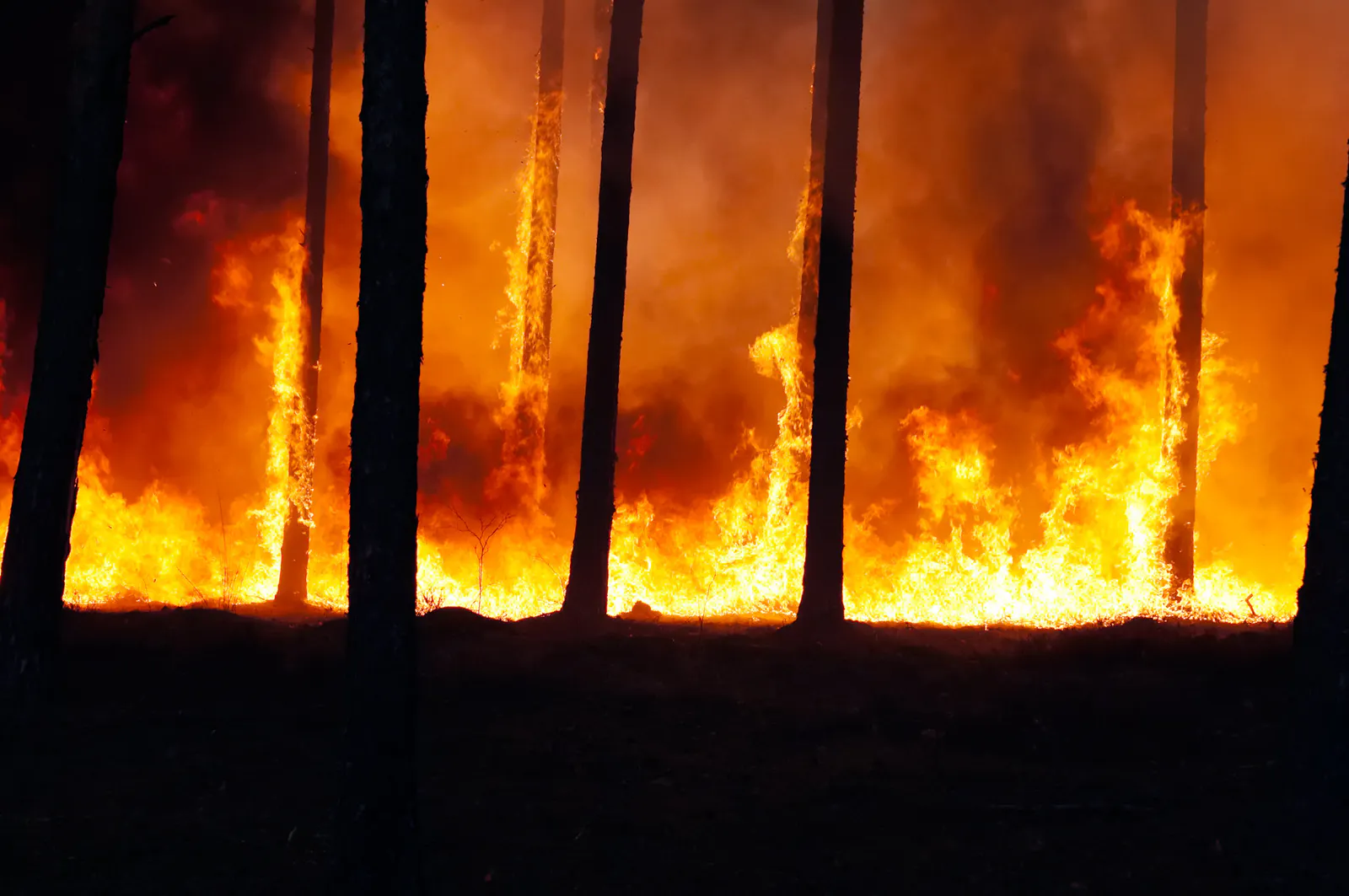 Brennender Wald bei Nacht