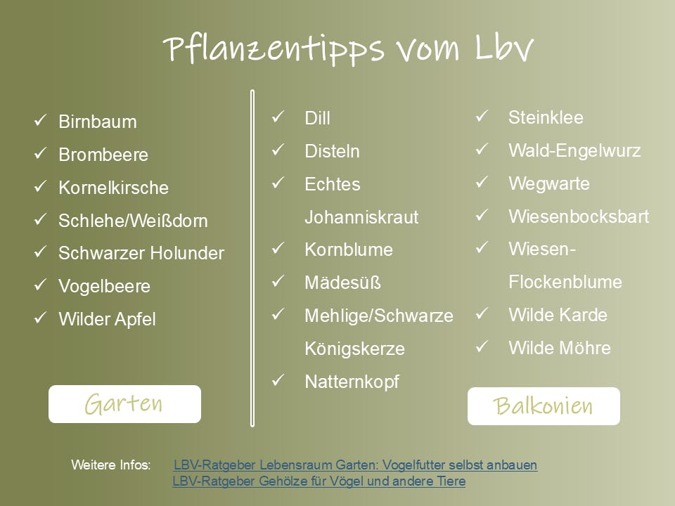 Pflanzentipps vom Lbv, links für den Garten, rechts für den Balkon. Vogelfreundliche Gartengehölze sind etwa: Obstbäume, Weißdorn, Kornelkirsche, Holunder. Beispiele für Balkonien sind Wild- und Gartenkräuter und Stauden wie Königskerze, Wilde Möhre, Johanniskraut.