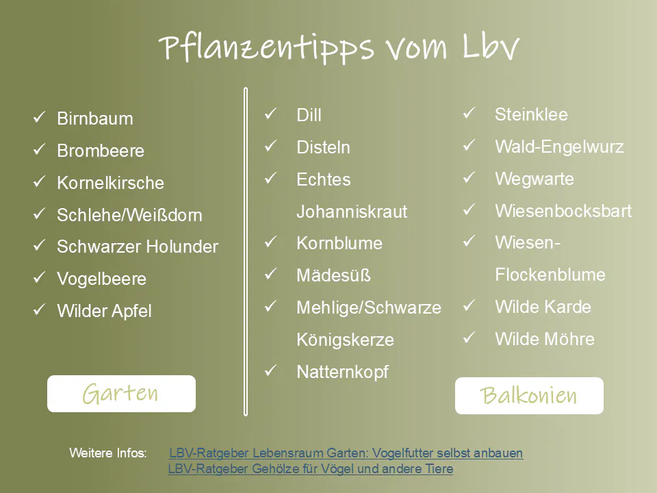 Pflanzentipps vom Lbv, links für den Garten, rechts für den Balkon. Vogelfreundliche Gartengehölze sind etwa: Obstbäume, Weißdorn, Kornelkirsche, Holunder. Beispiele für Balkonien sind Wild- und Gartenkräuter und Stauden wie Königskerze, Wilde Möhre, Johanniskraut.