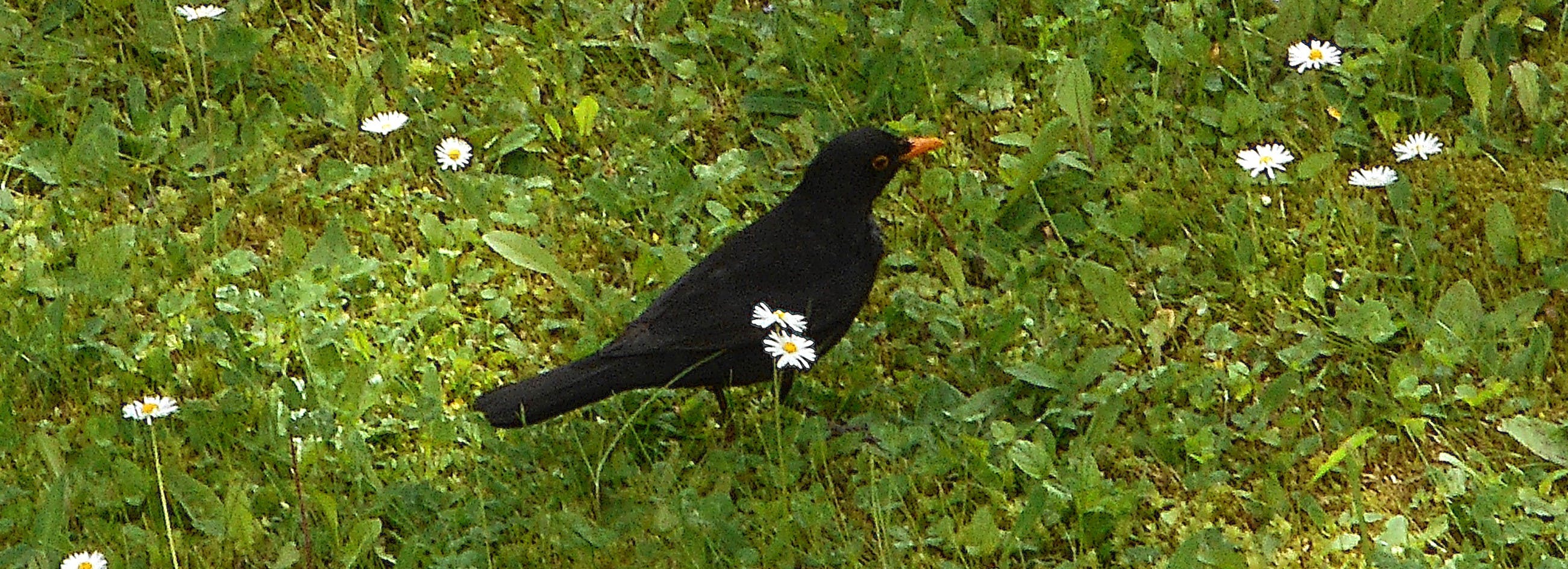 Schwarz-gefiederte Amsel auf einer grünen Wiese mit weißen Gänseblümchen. Der Schnabel ist orangefarben.