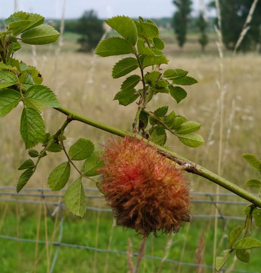 Eine Rosengalle in freier Wildbahn.