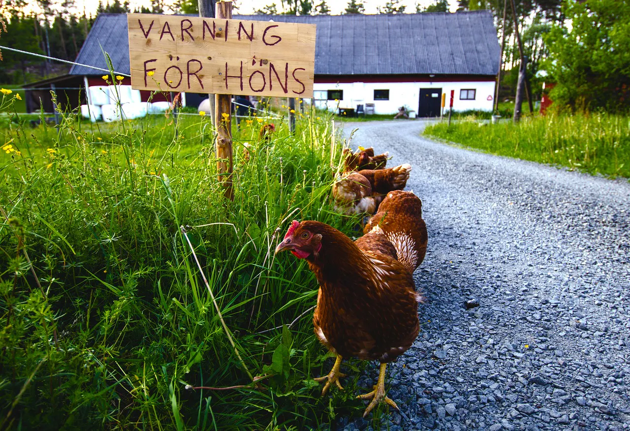 Varning för höns - Bauernhof in Småland