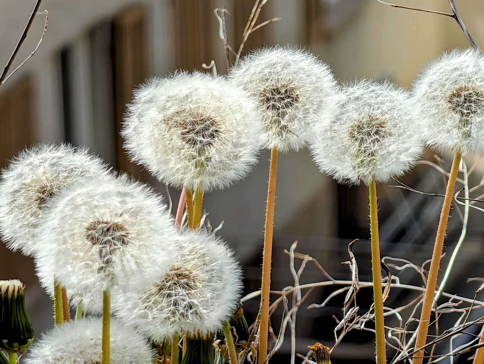 In Gaisburg gibt es schon die ersten Pusteblumen. Auch eine Folge des warmen März. Foto: Jürgen Brand
