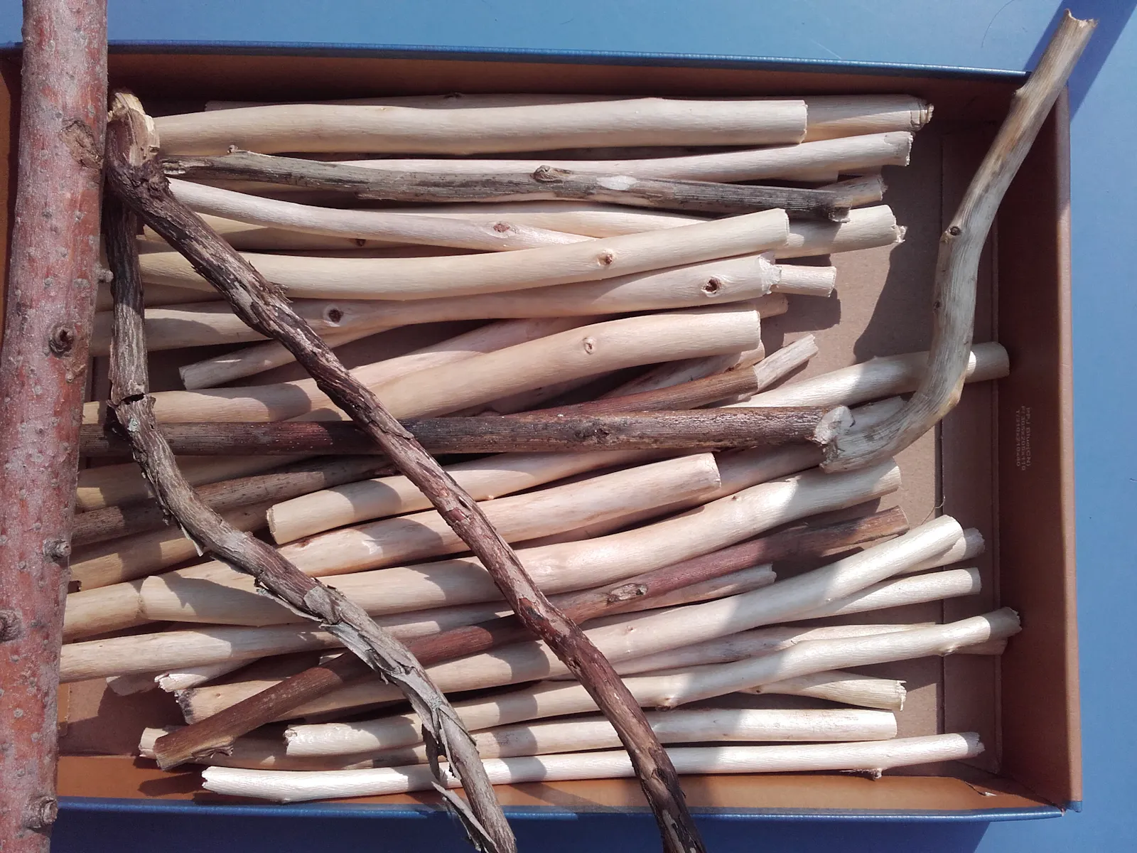Box with cut wooden sticks, most are white lime tree.