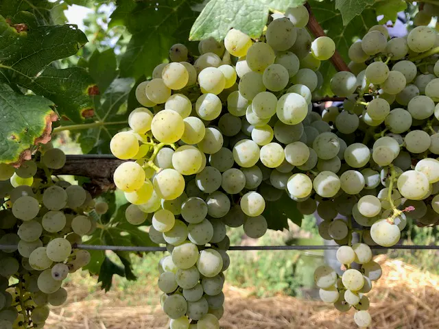 Trauben im Weinberg