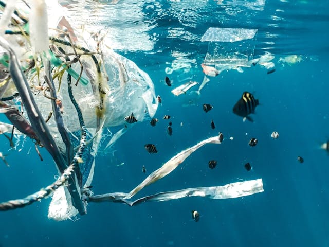 Unterwasseraufnahme von Fischen, die neben Plastikmüll schwimmen. Sonnelicht scheint durch die Wasseroberfläche.