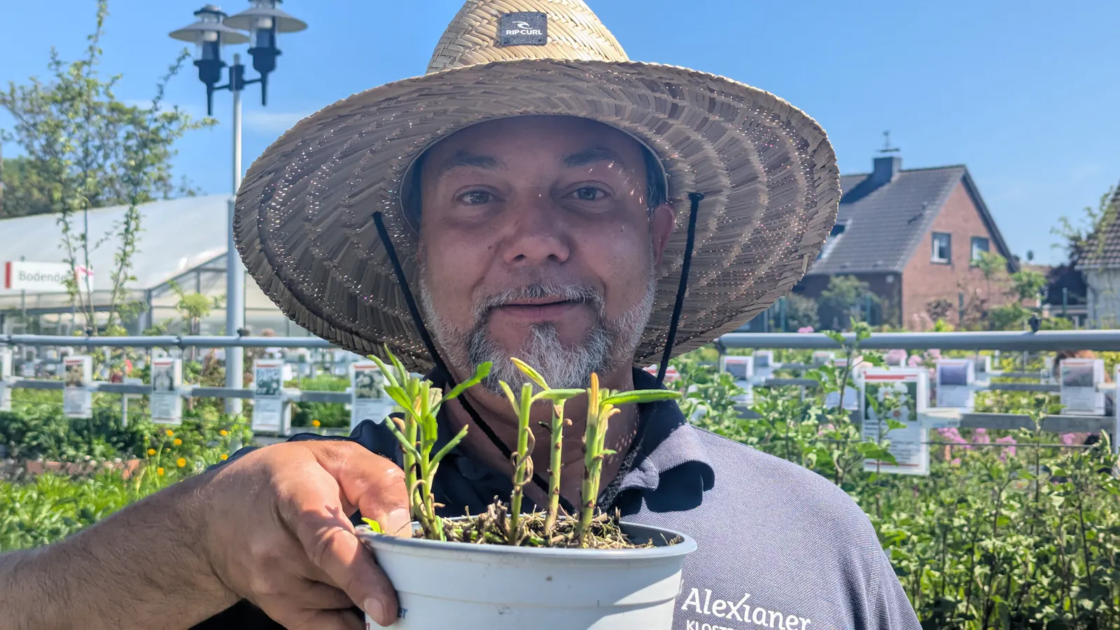 Gärtner Janek Weber hat die Gartenmargerite eine Handbreit über dem Boden abgeschnitten.