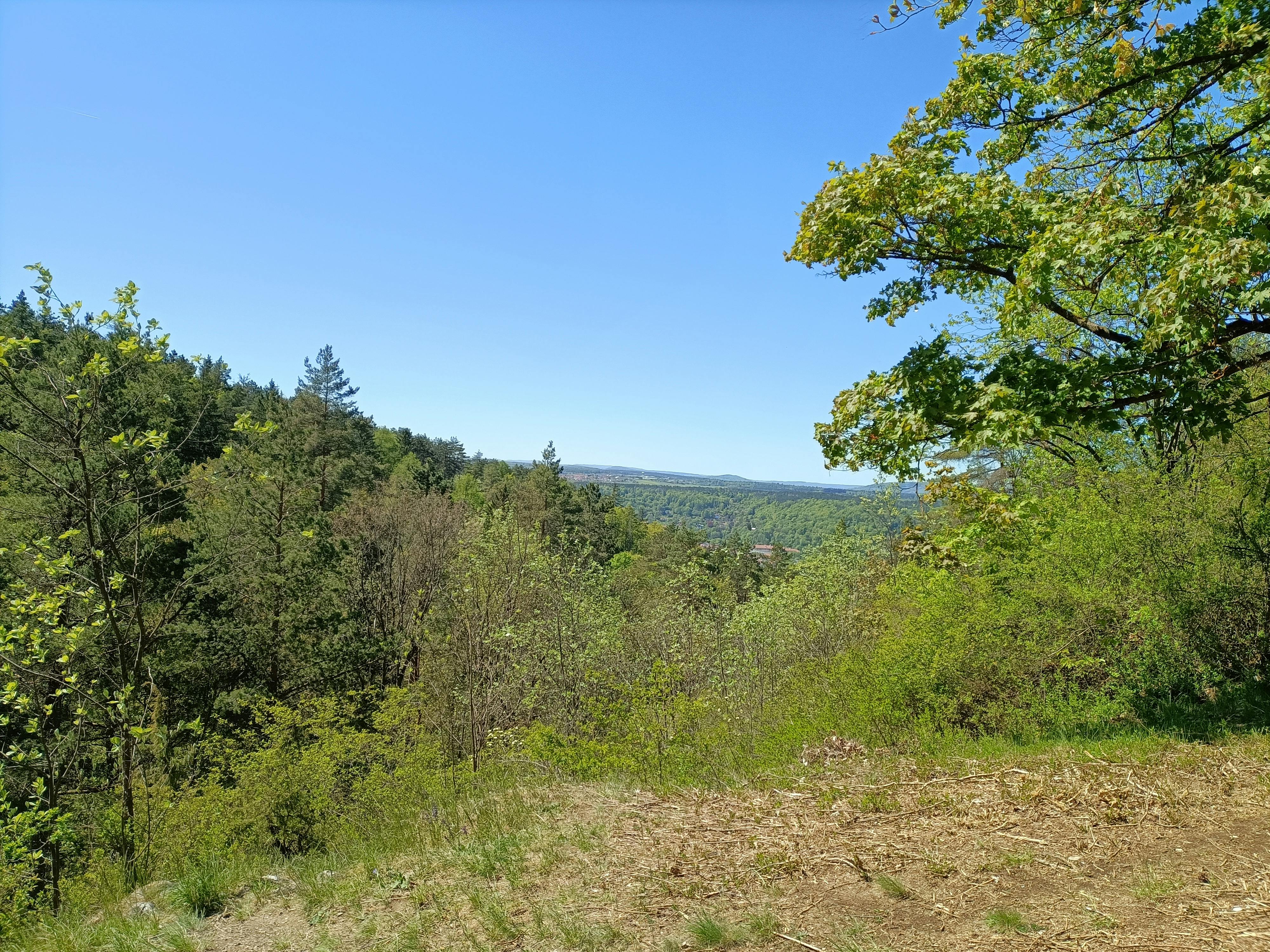 blauer Himmel, Wald, Aussicht