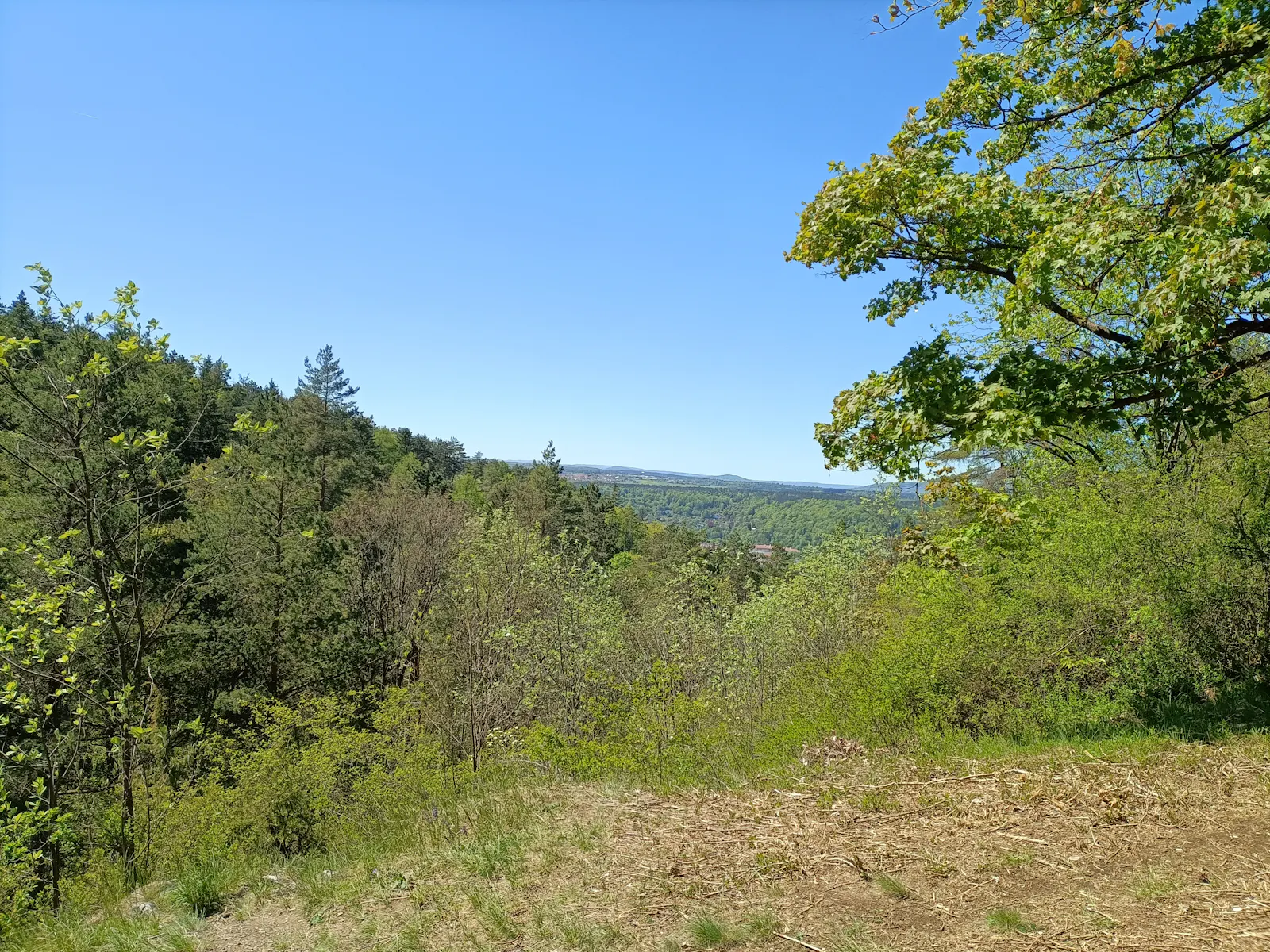 blauer Himmel, Wald, Aussicht