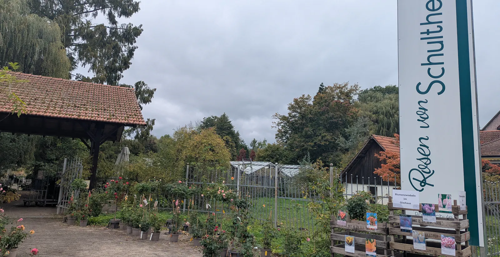 Die Rosenschule Schultheis liegt mitten in Steinfurth