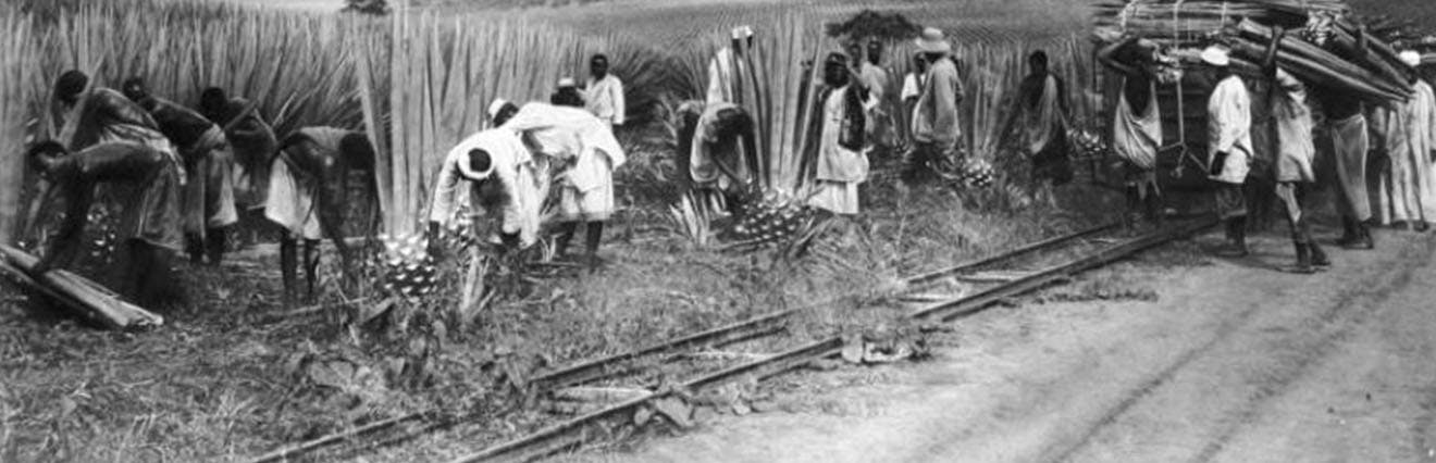 African labourers on a sisal plantation in German East Africa