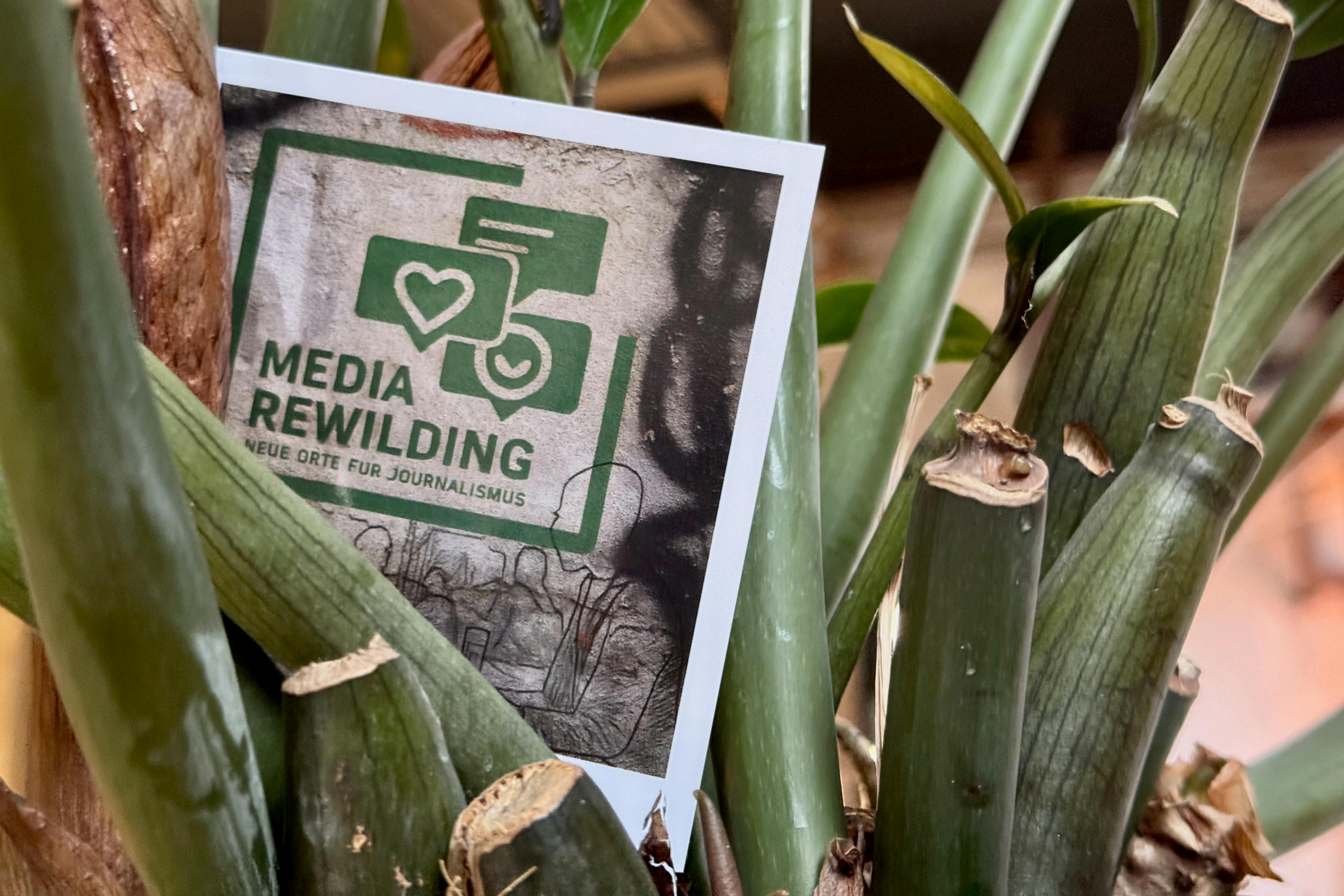 Polaroid mit Media-Rewilding-Logo steckt in Pflanze