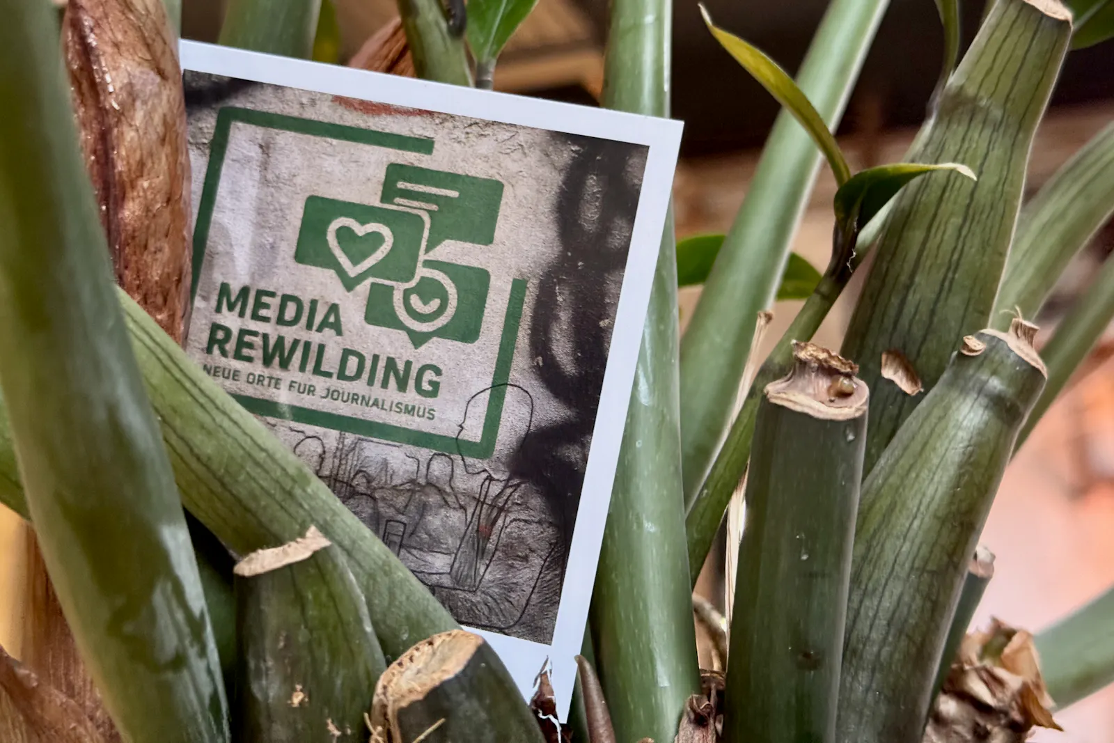 Polaroid mit Media-Rewilding-Logo steckt in Pflanze