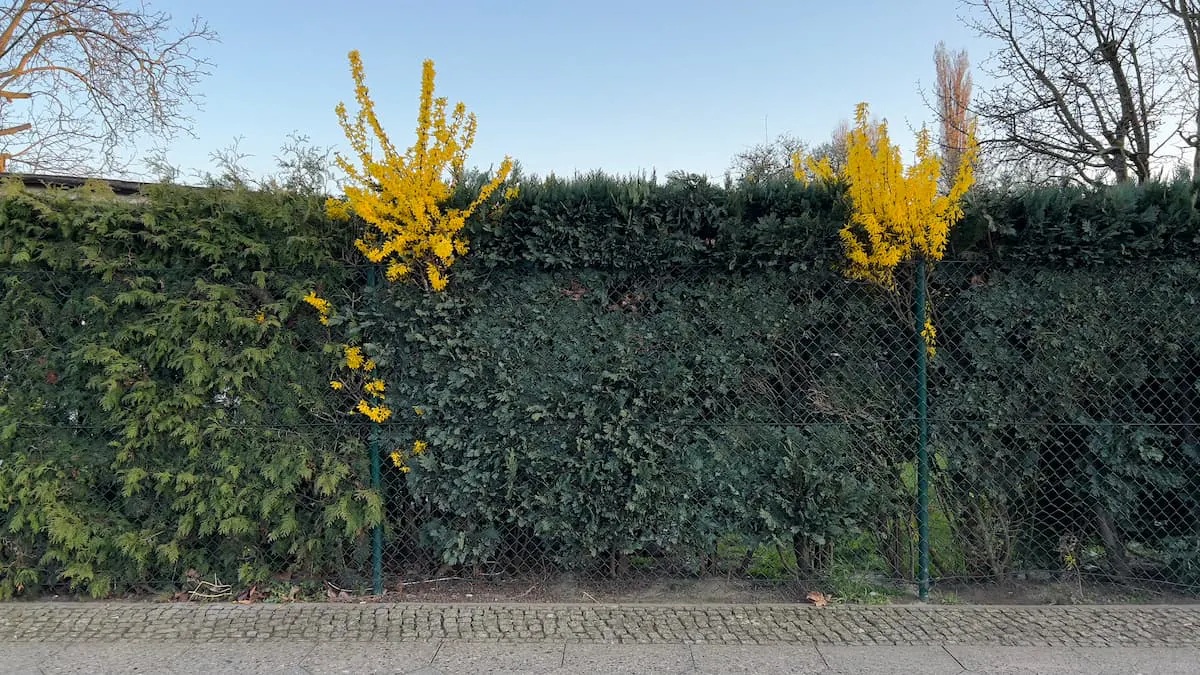 Forythien gucken leuchtendgelb aus einer Hecke.