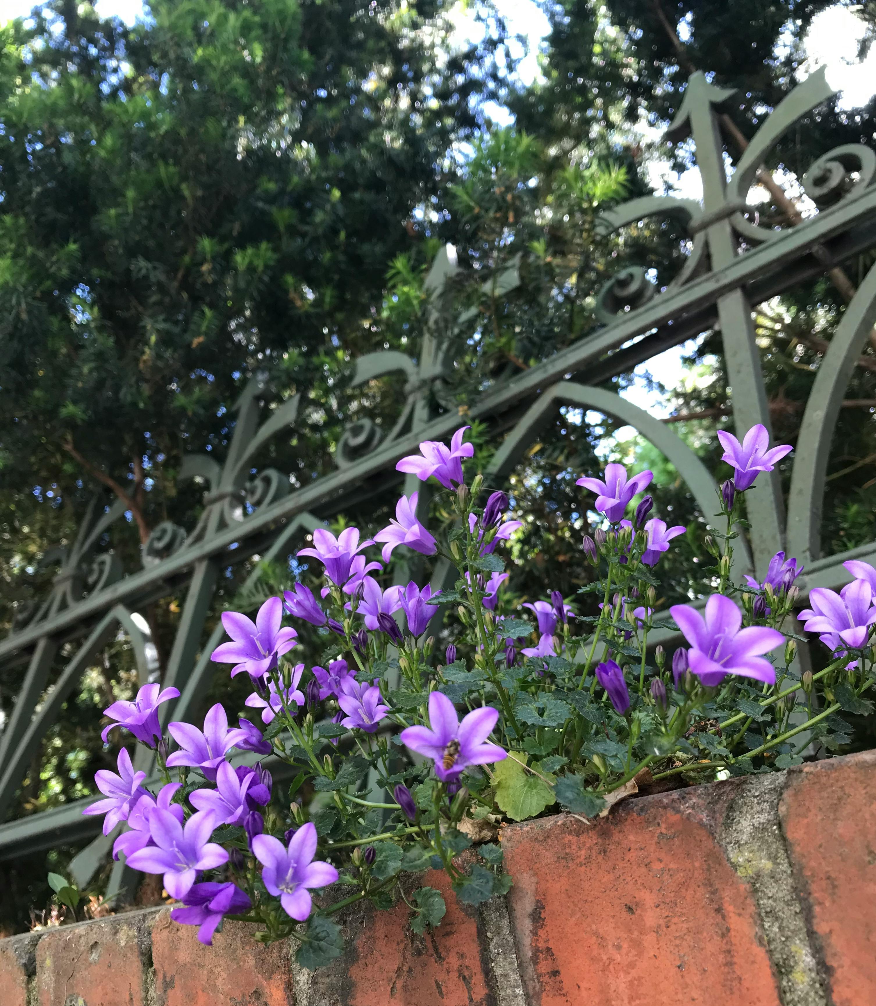 lila blühende glockenblume hält sich an einem mauervorsprung fest, im hintergrund ein verschnörkelter metallzaun und sträucher / bell flower with violet blossoms is clinging to a wall, in the background there is an ornate metal fence and shrubs