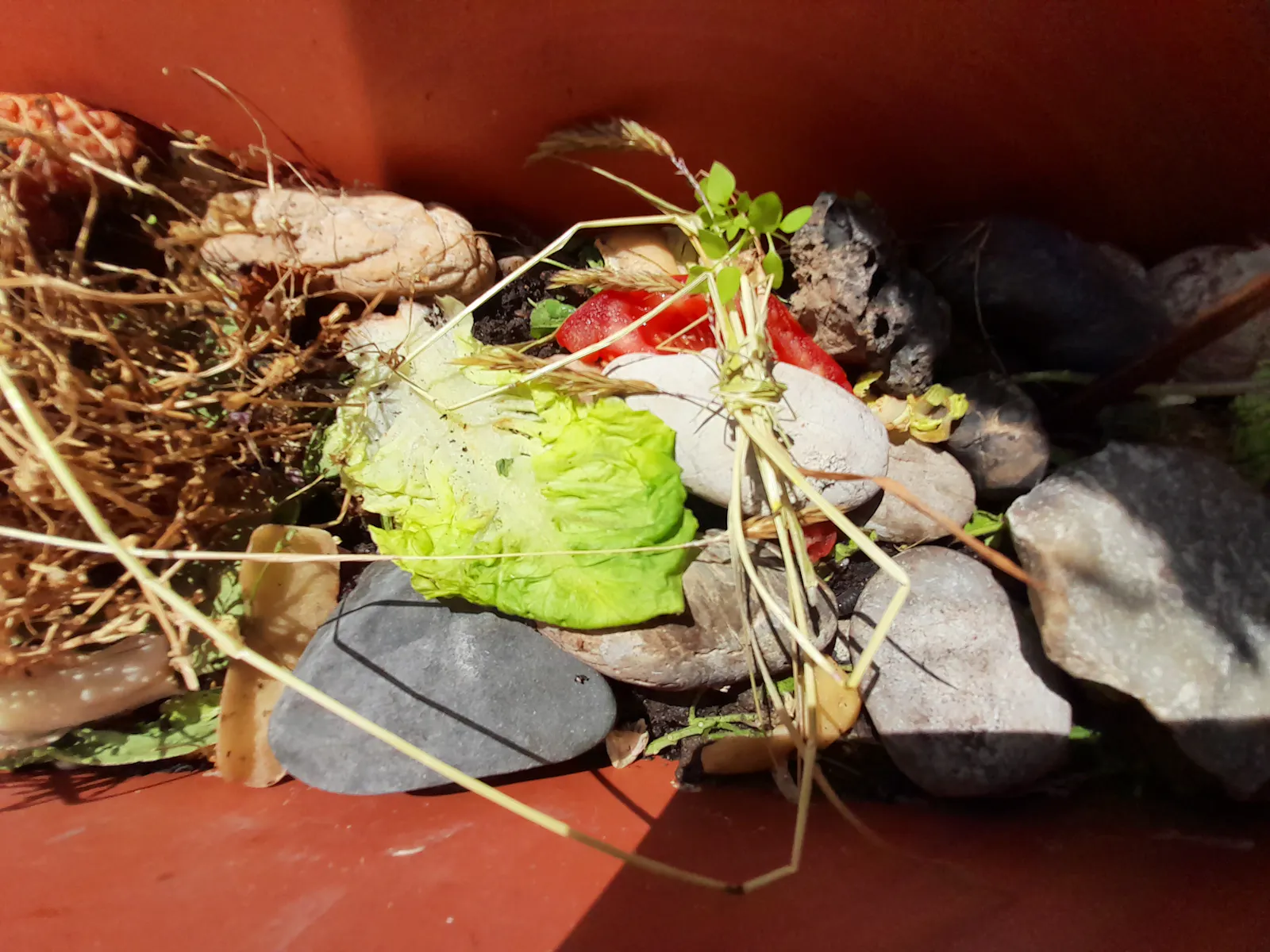 The other half shows that the ground is covered with flat, loosely layered stones and material for compost: tomato scraps, lettuce.