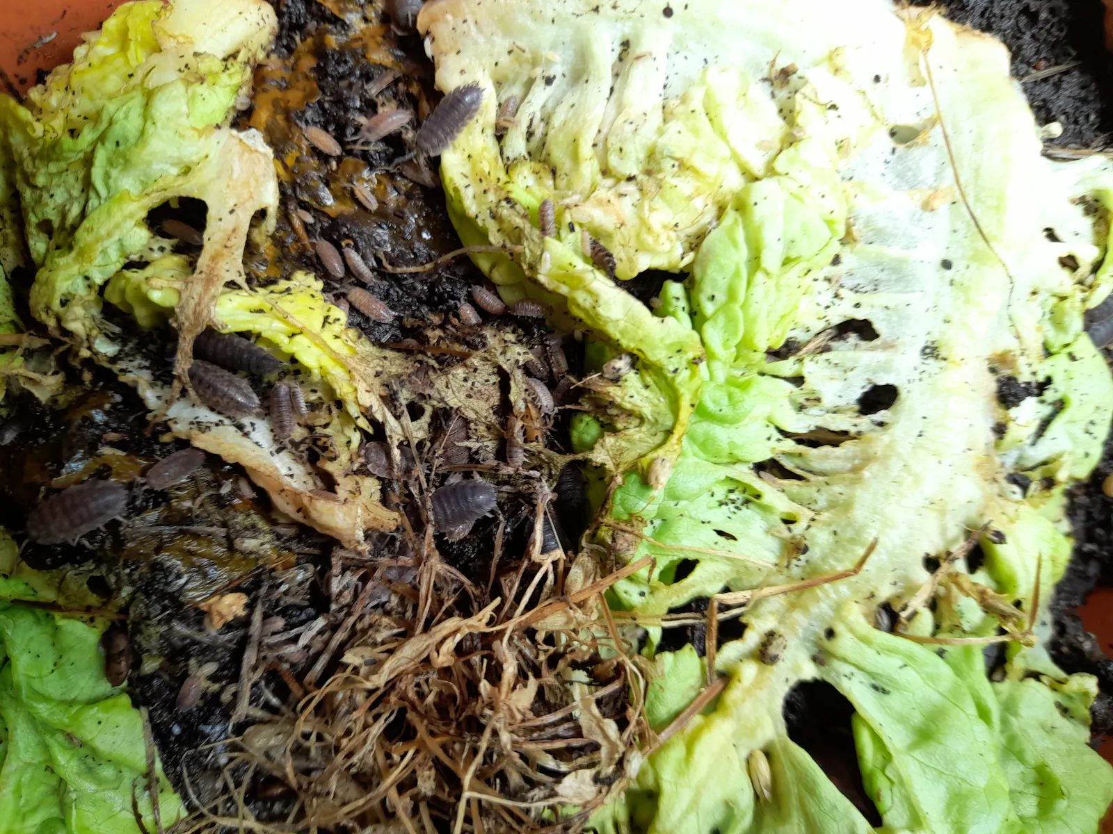 Partly eaten salad leaves, dark soil, and woodlice.