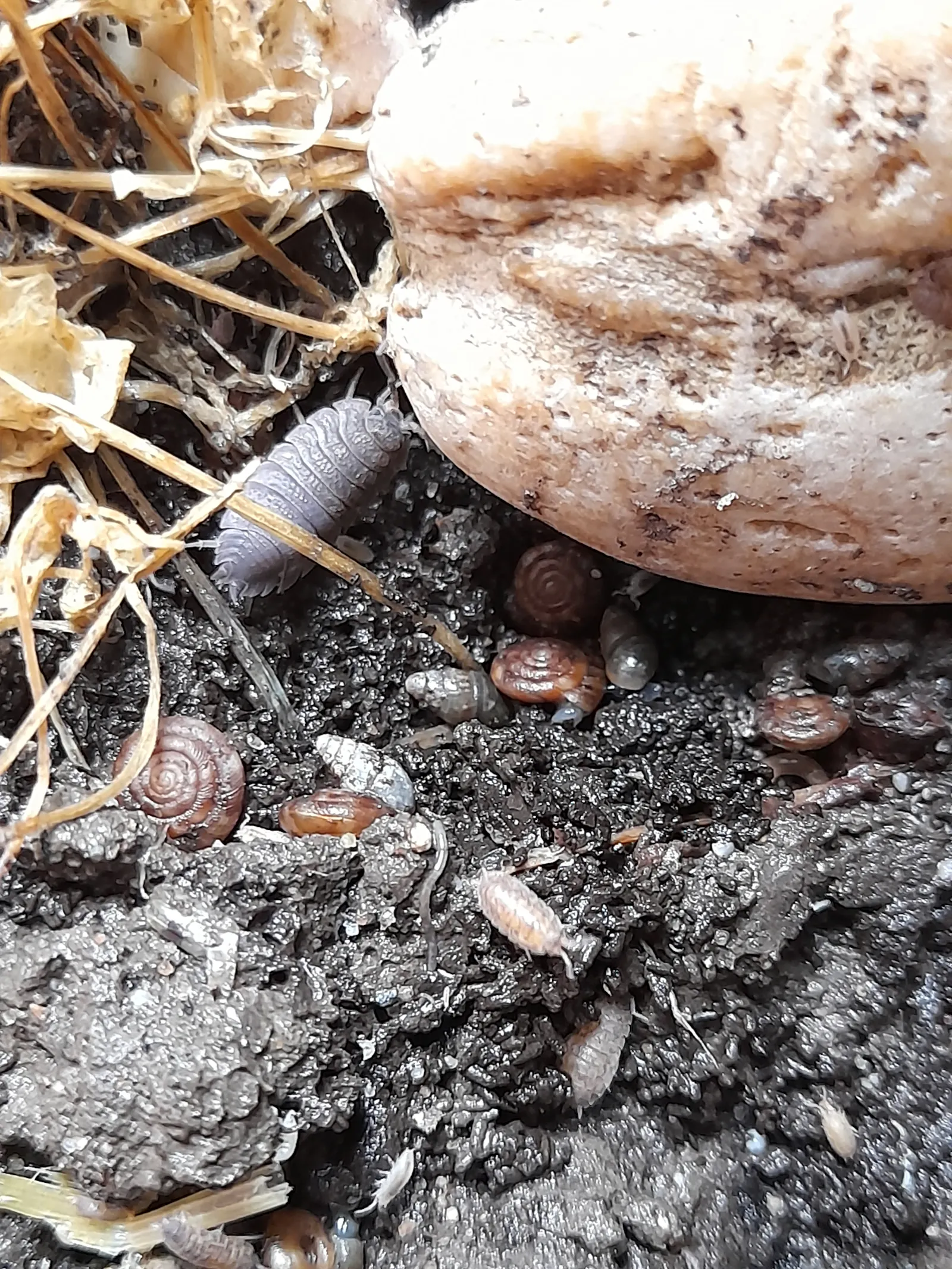 Dark soil, the zoom makes rotting plant and wood debris visible. A big adult woodlouse is crawling to a white stone. There are woodlice babies, nearly white, and small snails.