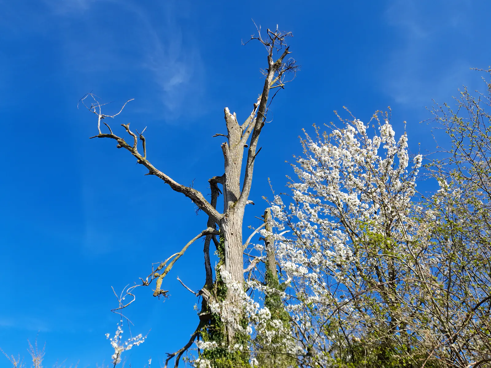 A bare tree, dead branches stretching into an azure sky, next to white-flowering and freshly sprouting trees. The tree looks like a being with arms.