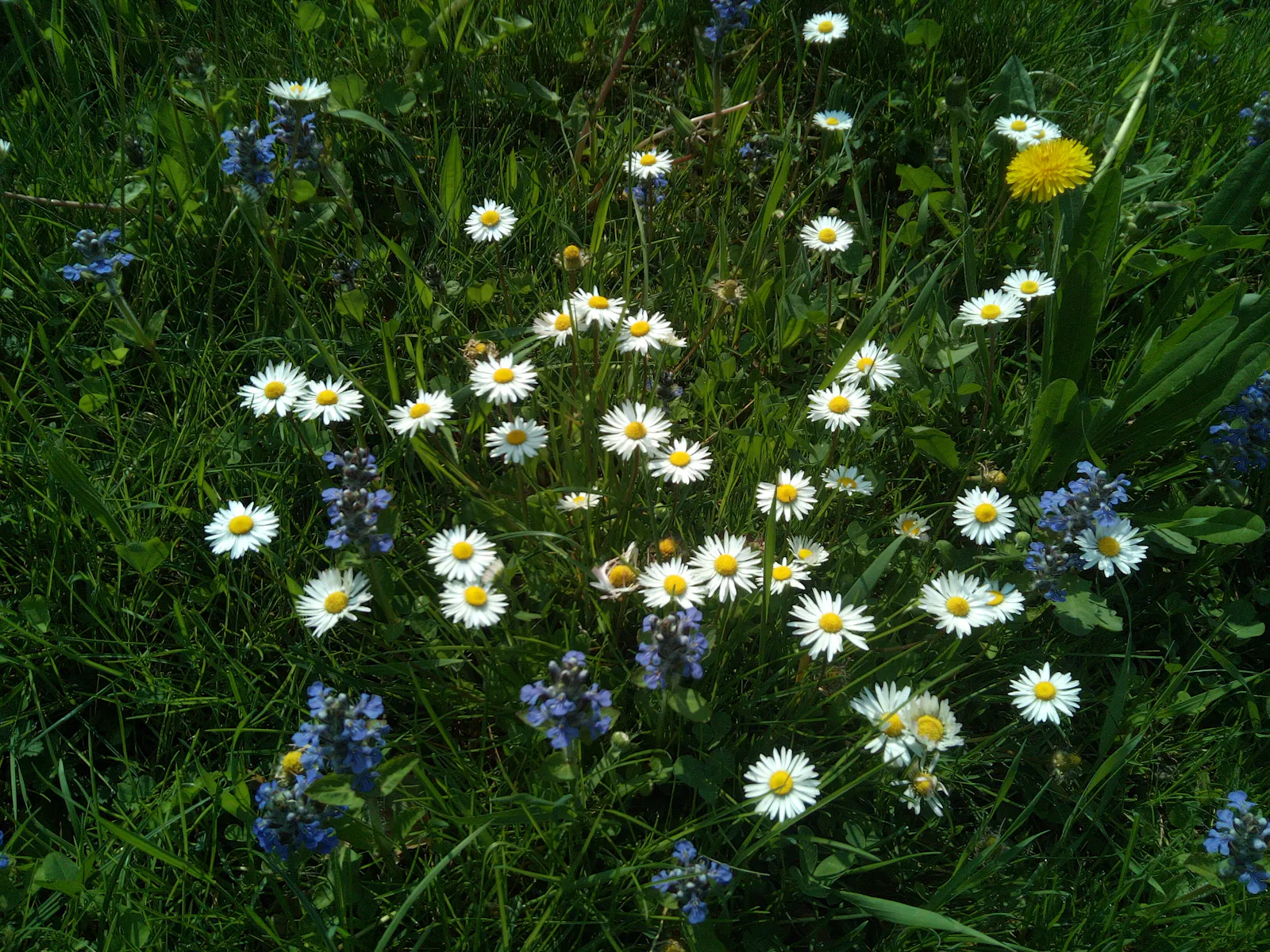 Daisies, blue bugleweed, and one lone dandelion in the upper right corner growing in the green grass.