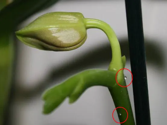 Zuckertropfen an Orchideen