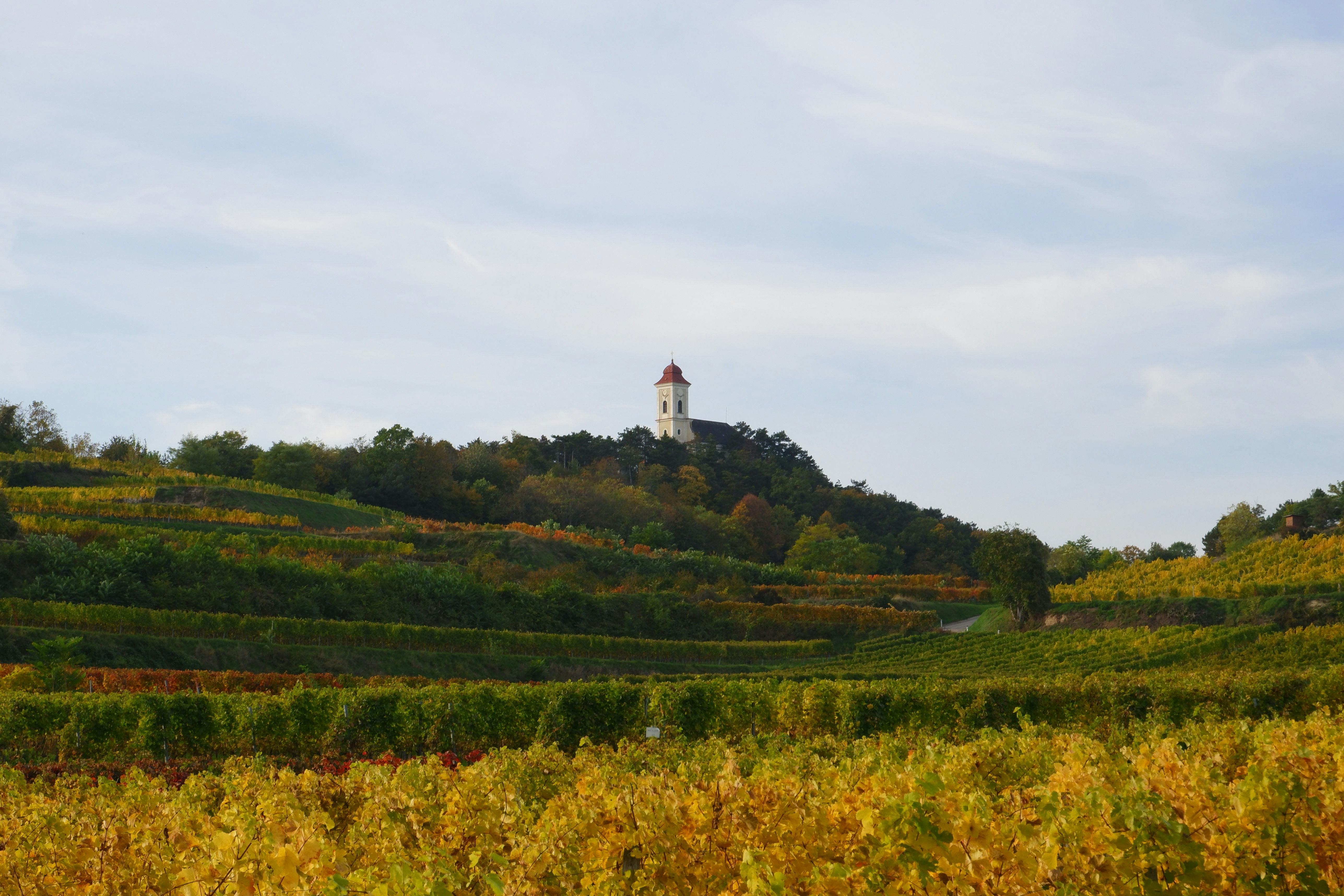 Blick über Weingärten zur Wetterkreuzkirche