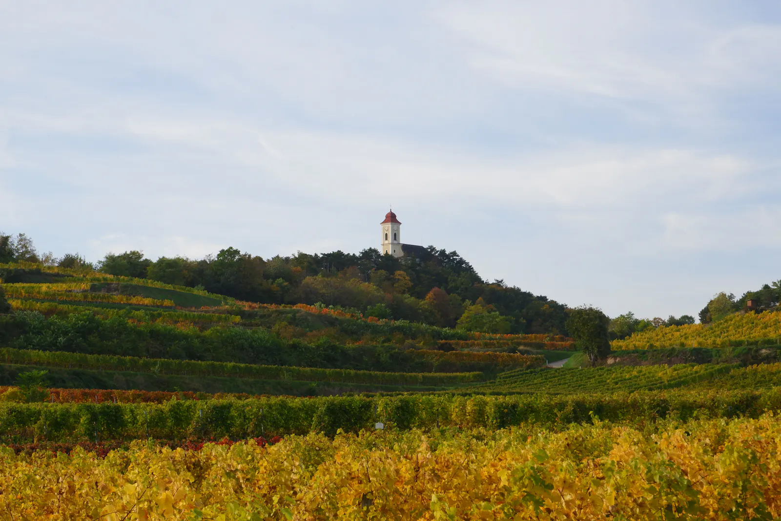 Blick über Weingärten zur Wetterkreuzkirche