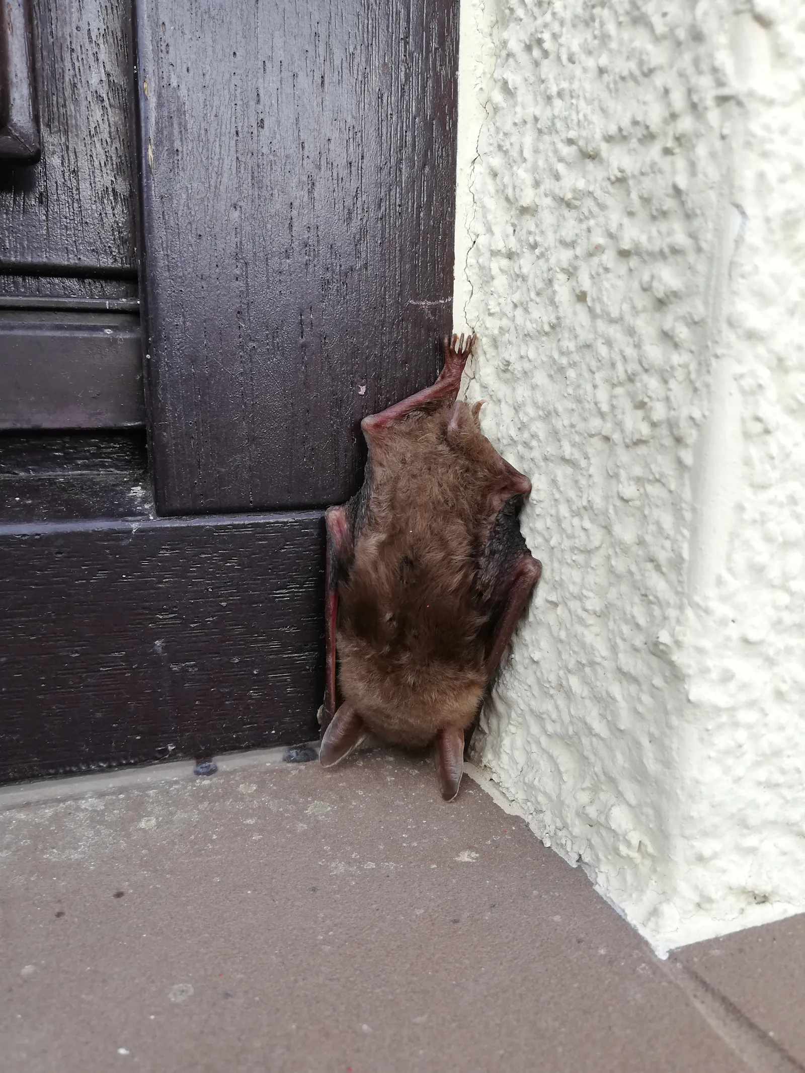 Eine Fledermaus