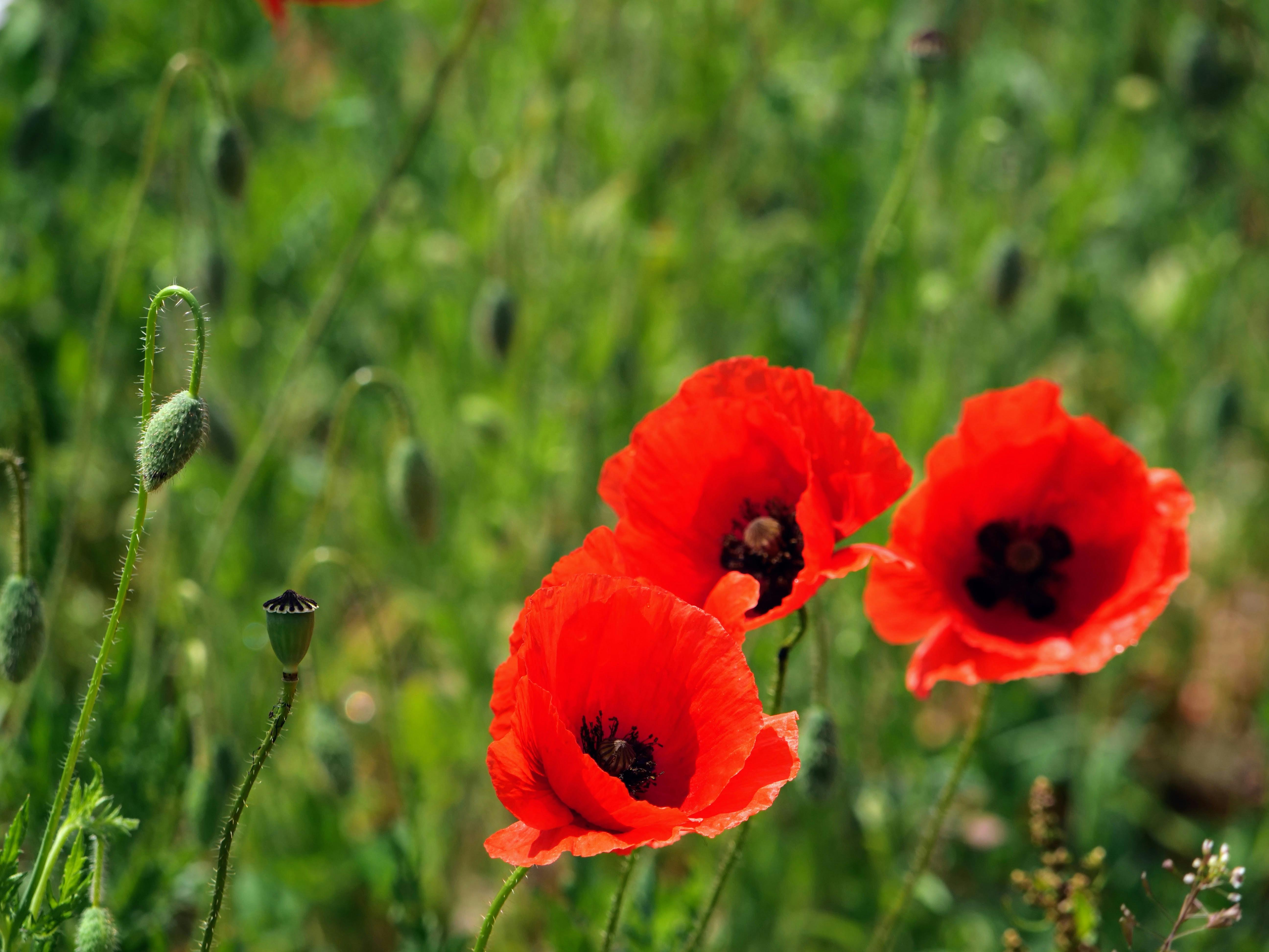Leuchtende Mohnblumen – entdeckt auf der Landesgartenschau in Ellwangen. Stadt und Schau sind einen Ausflug wert, keine 100 Kilometer von Stuttgart. Foto: Jürgen Brand