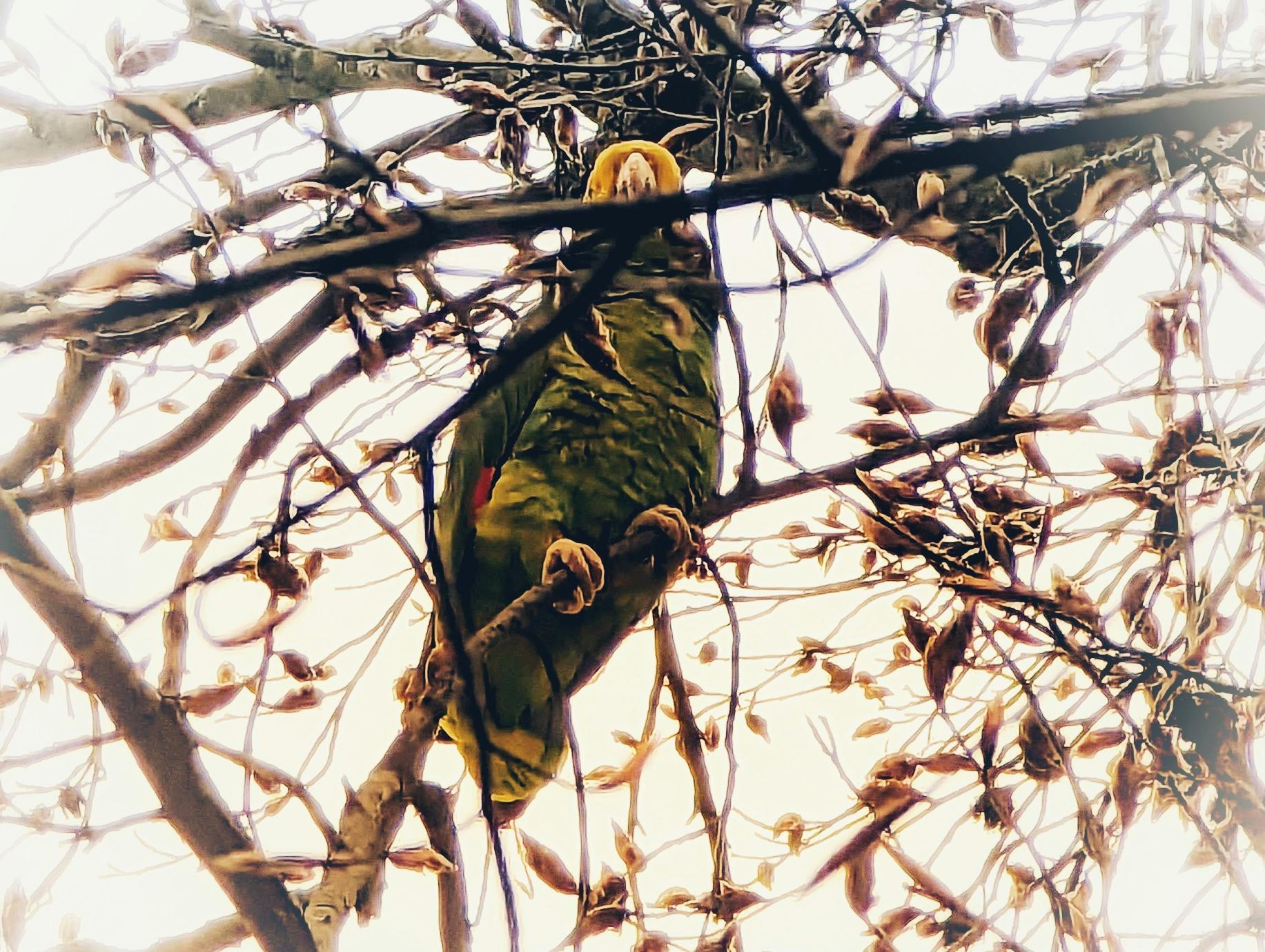 Gelbkopfamazone in einem Baum in Stuttgart