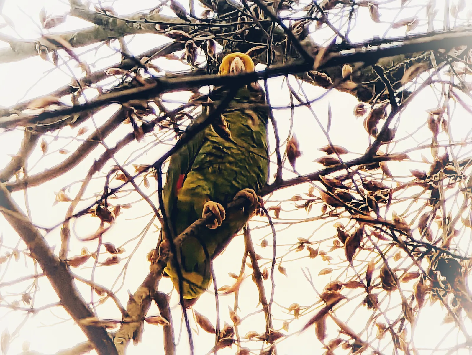 Gelbkopfamazone in einem Baum in Stuttgart