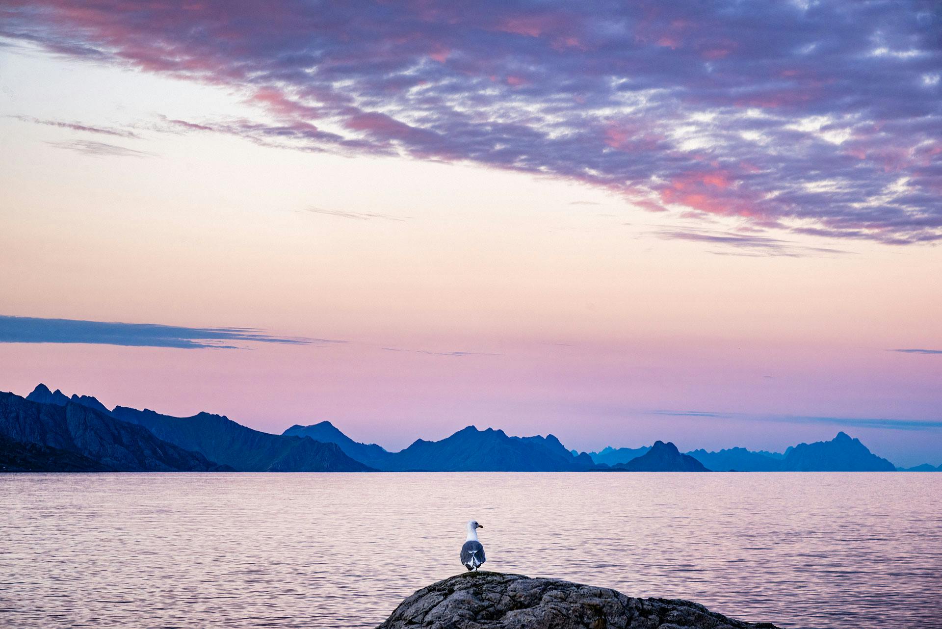 Un goéland posé sur un rocher au premier plan, en train de contempler une mer extrêmement calme et sereine. Derrière la mer, la chaîne des montagnes des Lofoten se découpe en silhouette. Le tout est baigné dans une lumière douce de coucher de soleil bleu et violet, sous une série de nuages en forme de vagues rappelant celles de la mer.