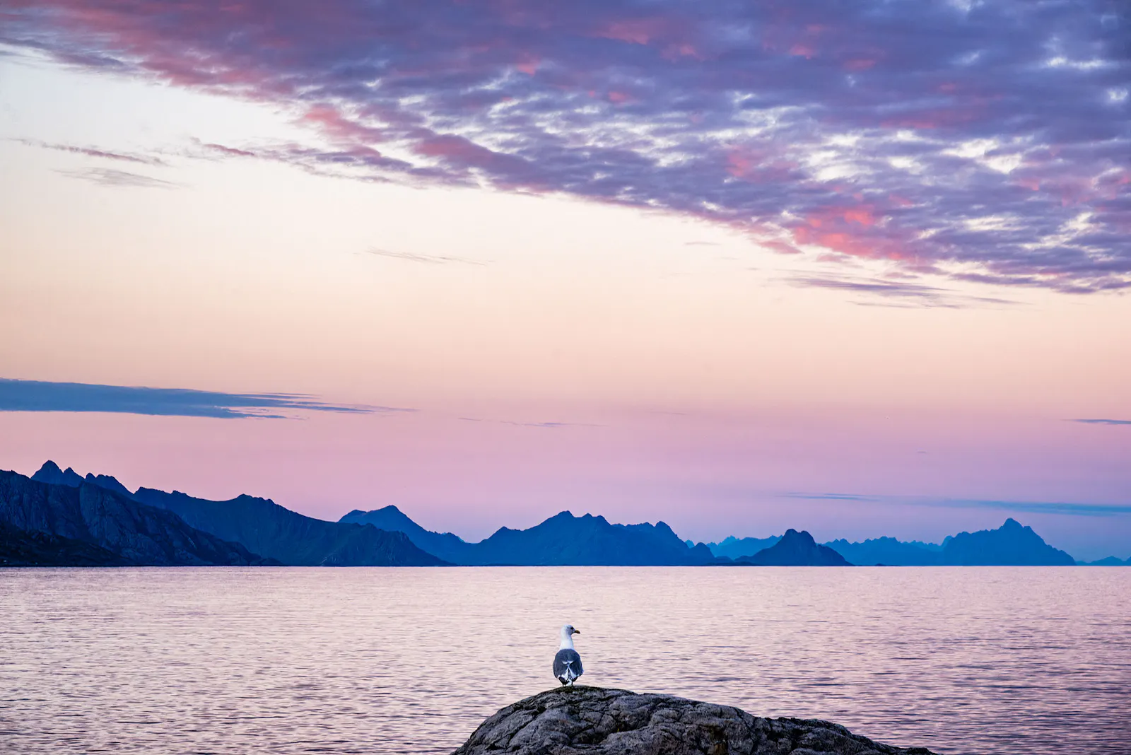 Un goéland posé sur un rocher au premier plan, en train de contempler une mer extrêmement calme et sereine. Derrière la mer, la chaîne des montagnes des Lofoten se découpe en silhouette. Le tout est baigné dans une lumière douce de coucher de soleil bleu et violet, sous une série de nuages en forme de vagues rappelant celles de la mer.