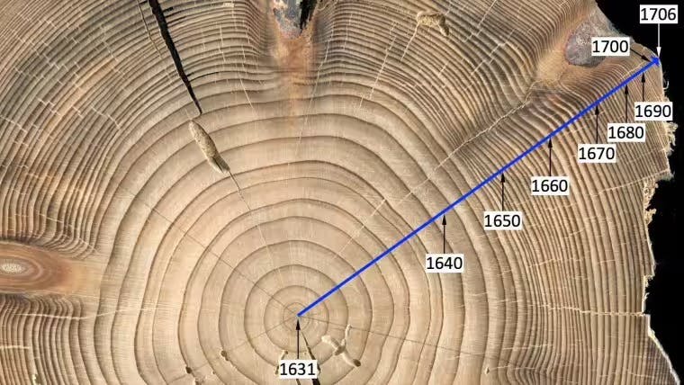 Querschnitt einer Baumscheibe mit Jahresringen. Darin eine Zeitleiste mit Jahreszahlen von 1631 bis 1706 gelegt.
