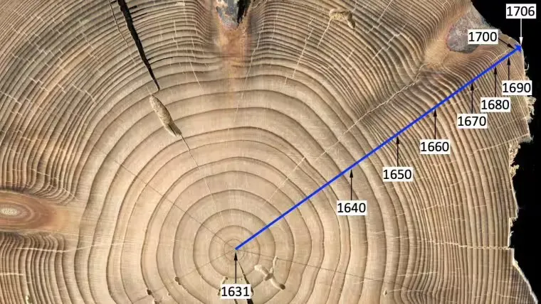 Querschnitt einer Baumscheibe mit Jahresringen. Darin eine Zeitleiste mit Jahreszahlen von 1631 bis 1706 gelegt.