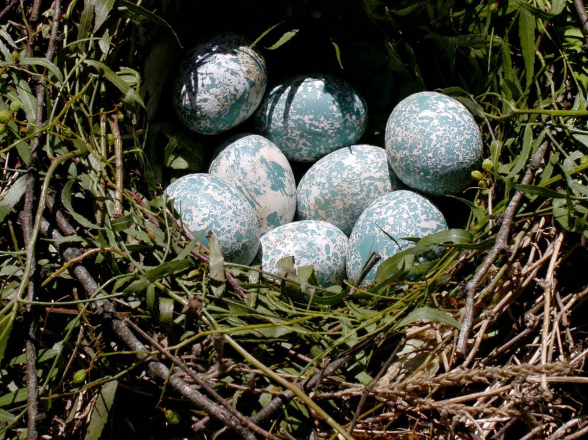 Acht blau-weiß gefärbte Vogeleier liegen in einem Nest.