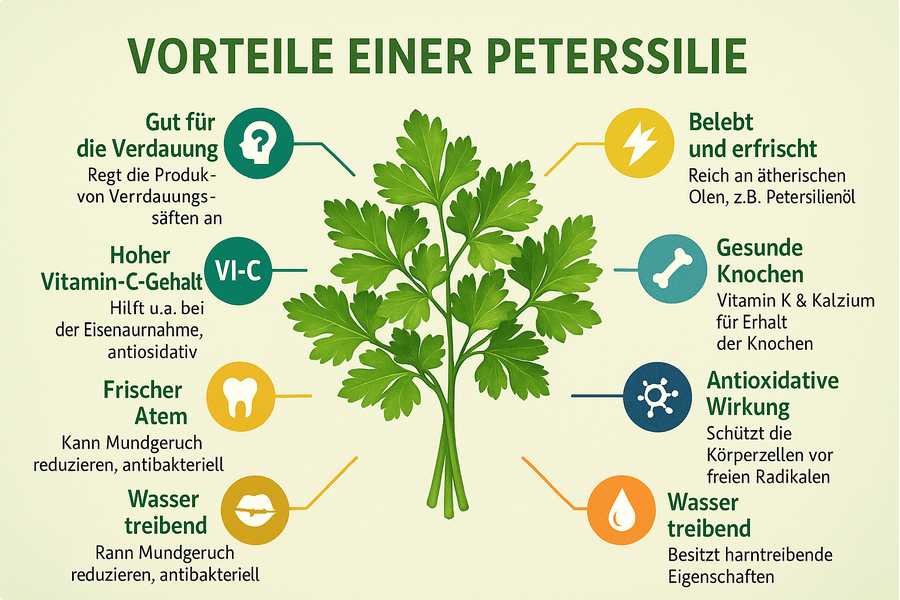 Petersilie (Petroselinum crispum): Heilpflanze und Küchenkraut mit Tiefenwirkung