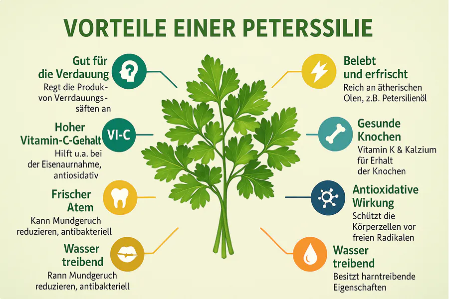 Petersilie (Petroselinum crispum): Heilpflanze und Küchenkraut mit Tiefenwirkung