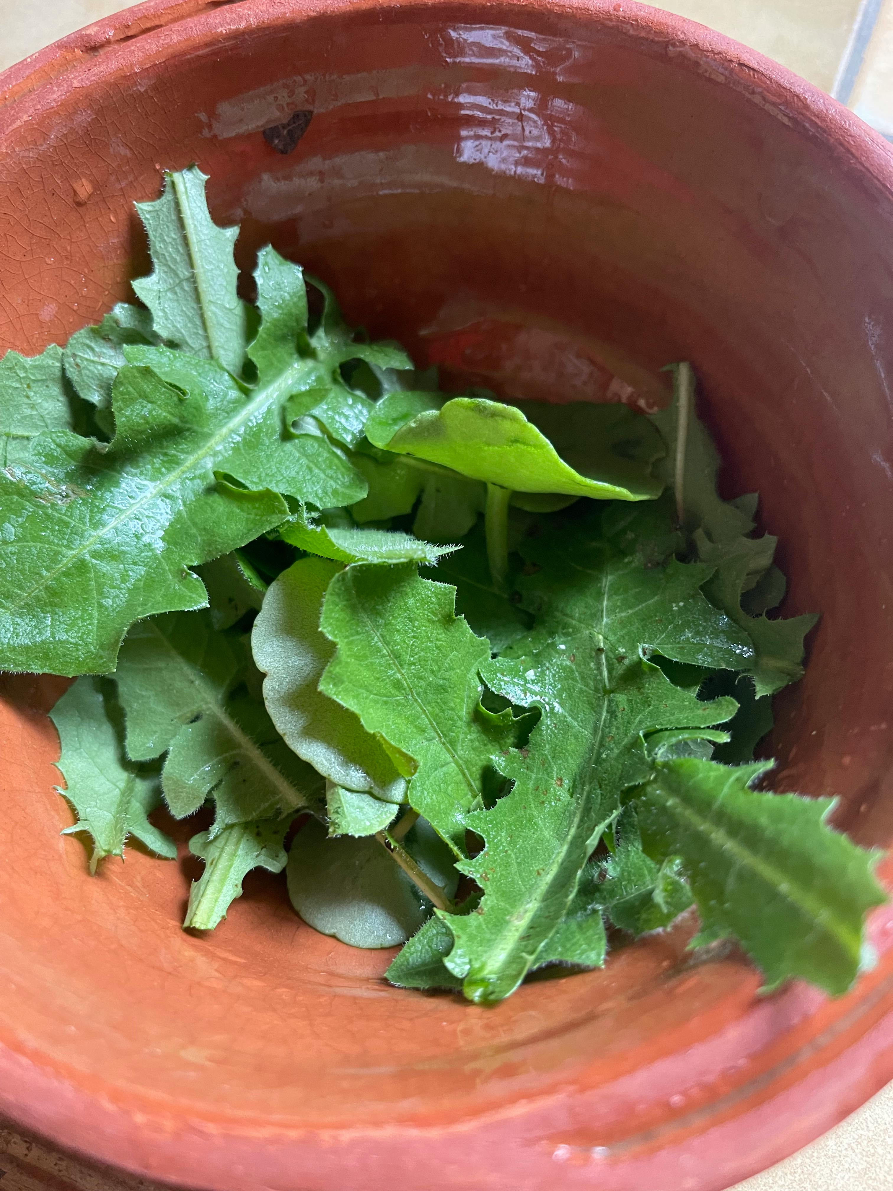 Pissenlit et feuilles de vénus pour une petite salade d'hiver.Crédit photo: ID.