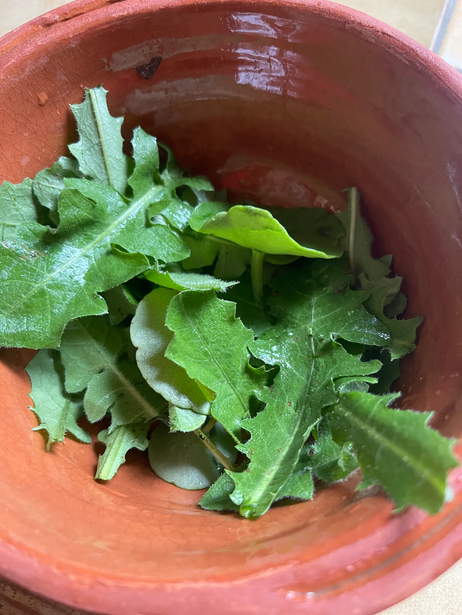Pissenlit et feuilles de vénus pour une petite salade d'hiver.Crédit photo: ID.