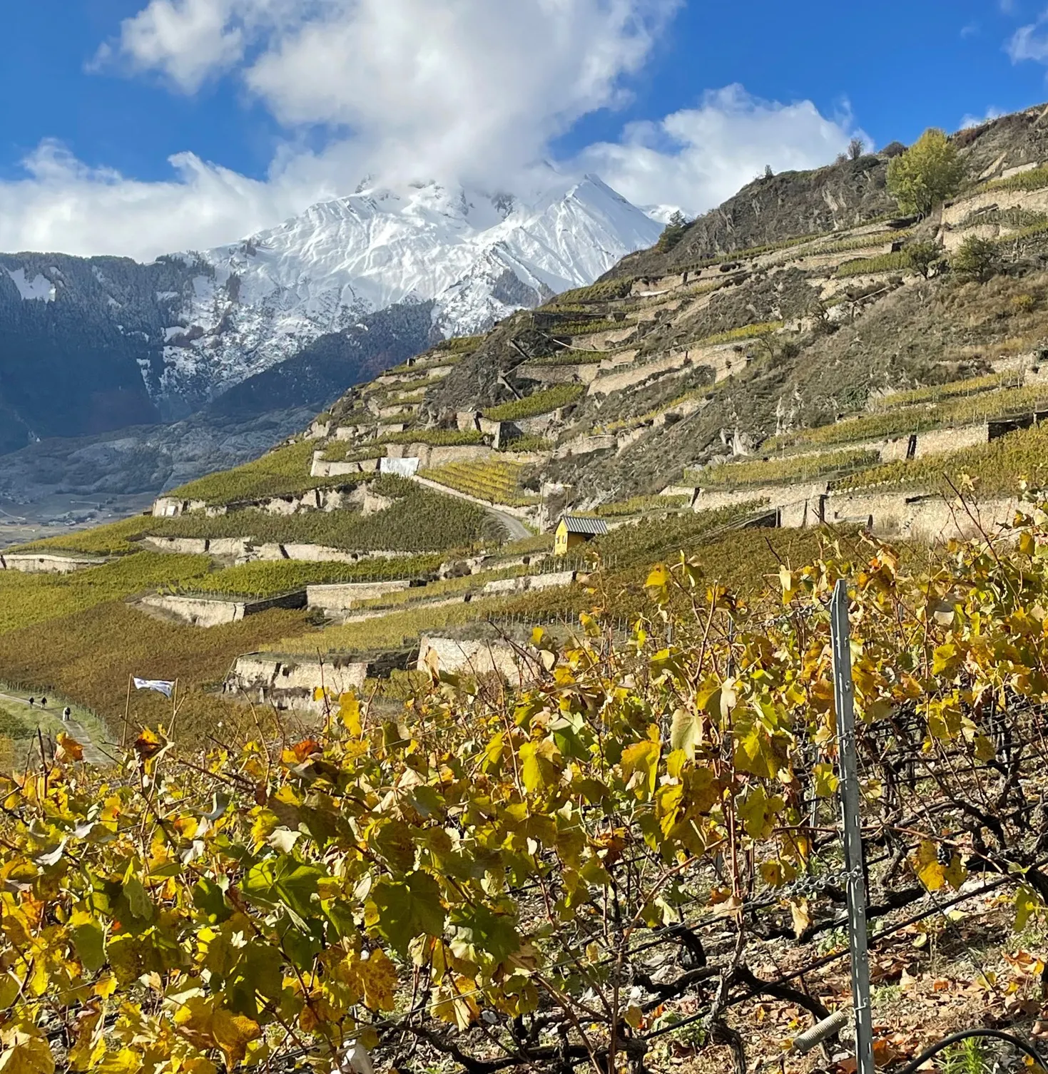 Ein Weinberg mit vielen Rebstöcken vor einem mit Schnee bedeckten Berg