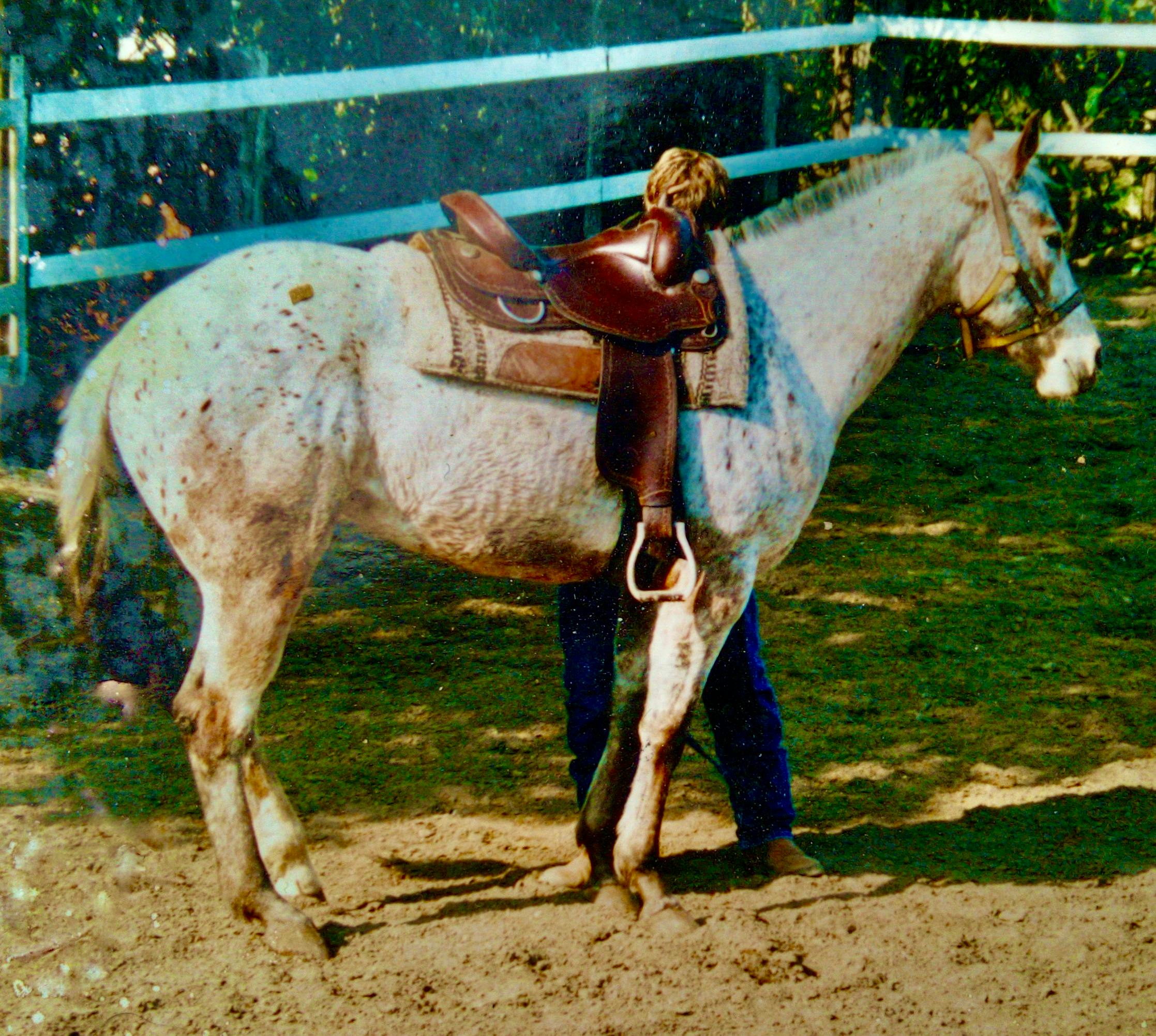 A pale horse with spots, an Appaloosa, is standing with her head in a halter facing towards our right. A blond man is behind her attaching the Western saddle on her back. He is wearing blue jeans and boots.