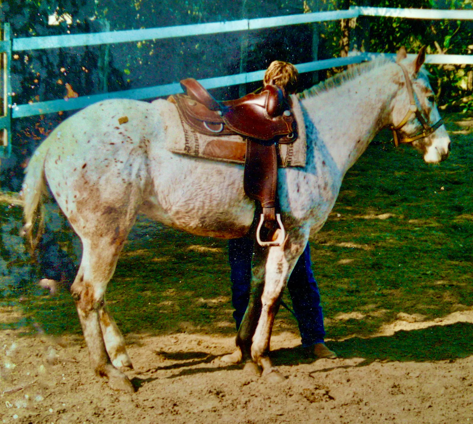 A pale horse with spots, an Appaloosa, is standing with her head in a halter facing towards our right. A blond man is behind her attaching the Western saddle on her back. He is wearing blue jeans and boots.