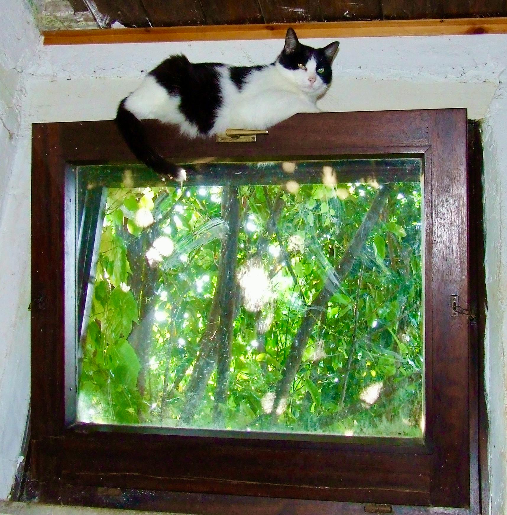 A black and white cat lies across the top of a wood framed window. Through the glass is a large bush filled with green leaves. Sunlight filters through the leaves.