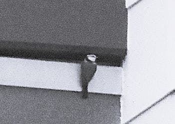 Eine Meise mit schwarzem Augenstreif sitzt an einem Fensterahmen unter einem Balkon. Dort ist das Nest.