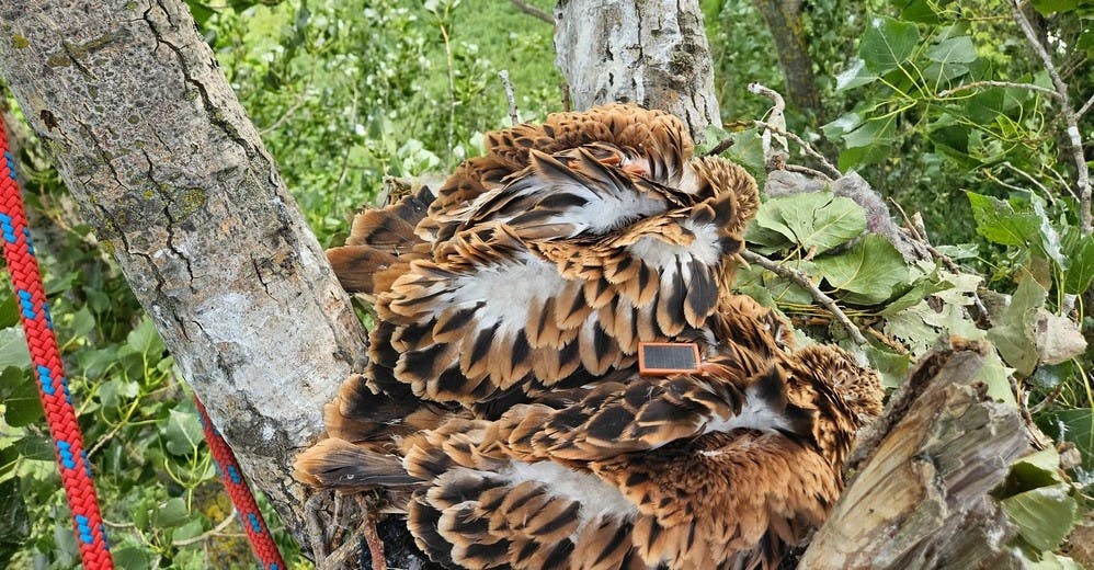 In einer Astgabel zwischen 3 Stämmen, im Nest sind von oben zu sehen: Zwei junge Rotmilane mit mittelbraun-schwarzem Federkleid und weißen Flaumfedern. Ein Vogeljunges trägt ein rotumrandetes Solarpanel, das wie eine Mini-Schiefertafel aussieht.