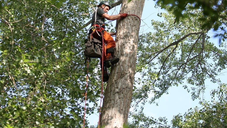 Ein Mann klettert am Stamm einen Baum hoch. Im Hintergrund grüne Blätter und Geäst. Er hat dabei: Sicherungsseil, einen Helm, Handschuhe und Rucksack.