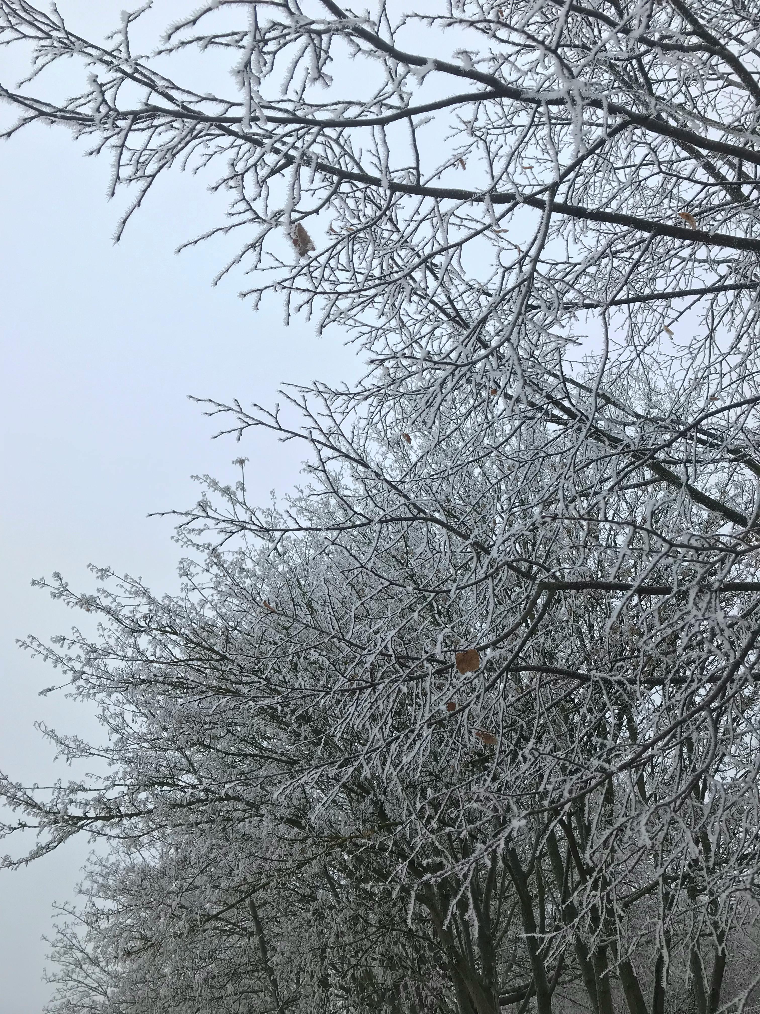 eine reihe bäume vor grau-blauem himmel, ihre kahlen äste sind schneebedeckt. einzelne vergilbte blätter hängen an den zweigen im vordergrund.