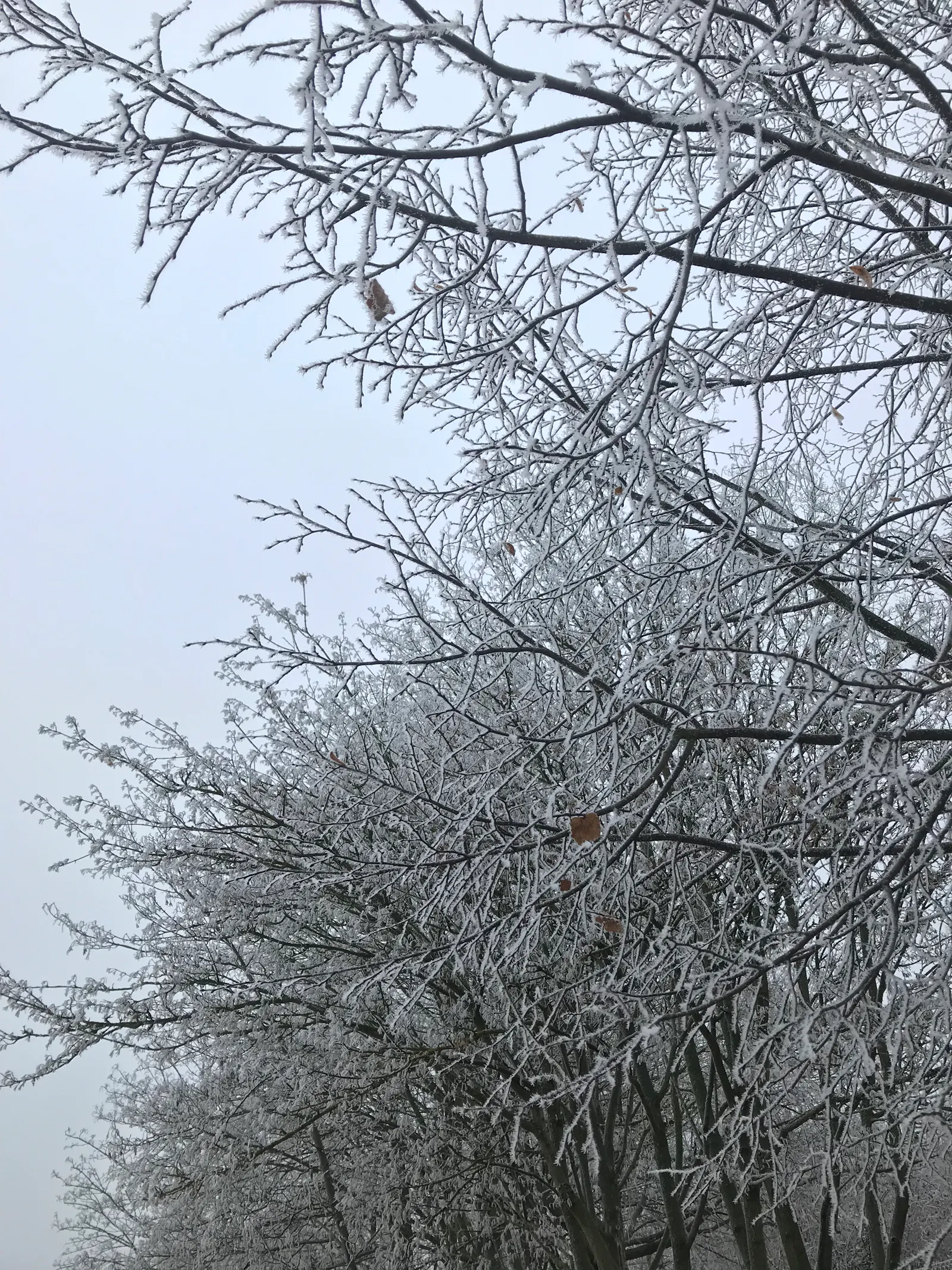 eine reihe bäume vor grau-blauem himmel, ihre kahlen äste sind schneebedeckt. einzelne vergilbte blätter hängen an den zweigen im vordergrund.
