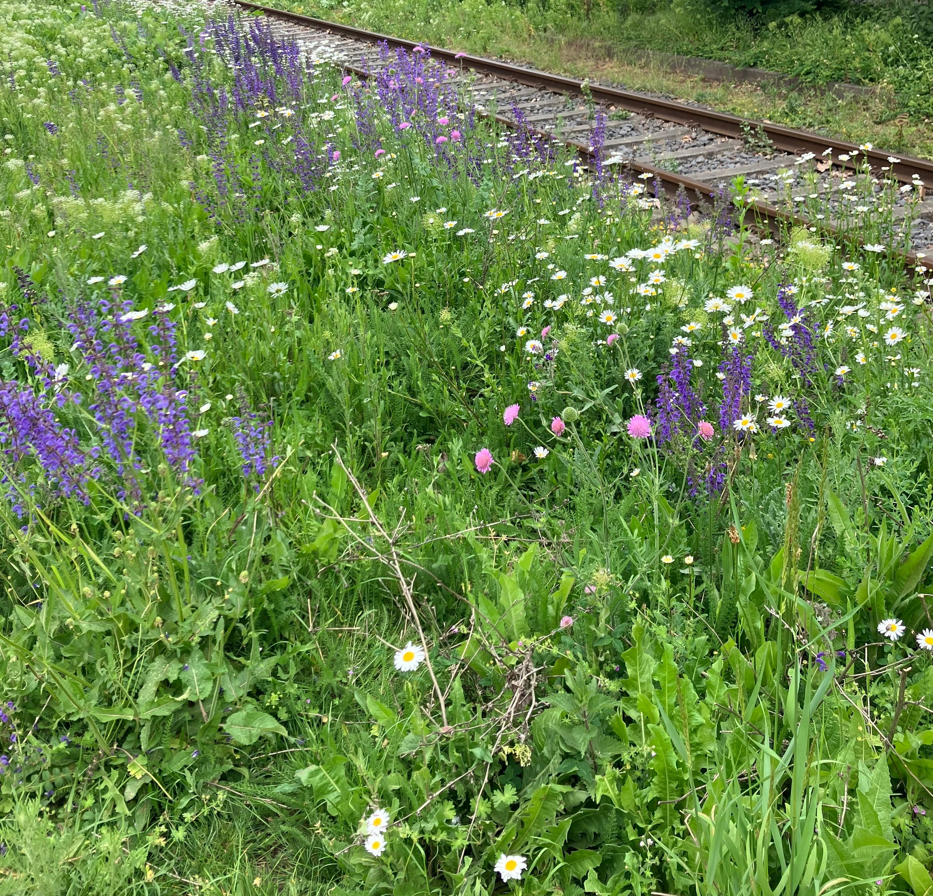 bahngleise, davor wuchern verschiedene, in weiß, lila und rosa blühende wildblumen / railway tracks with a variety of wildflowers spreading in front, blossoming white, lilac and pink